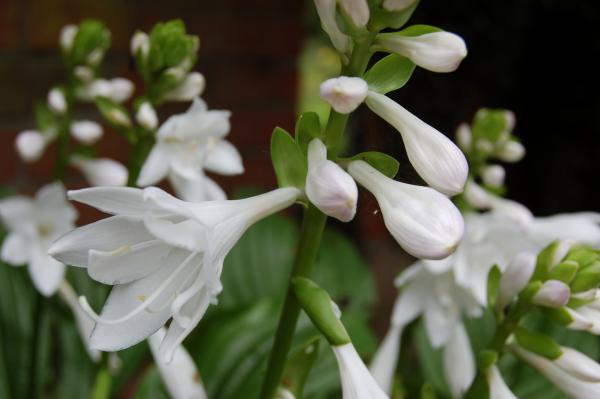 Hosta 'Royal Standard' | Lilien-Funkie